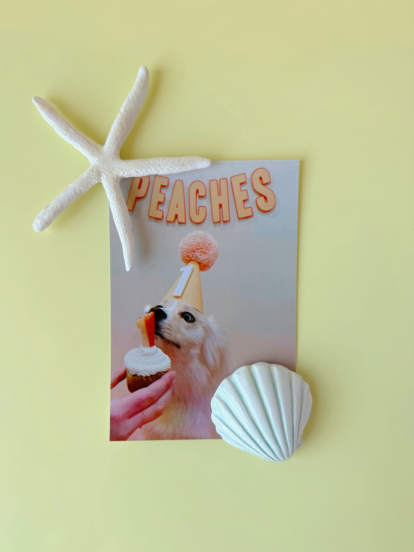 Seashell Magnets - Large