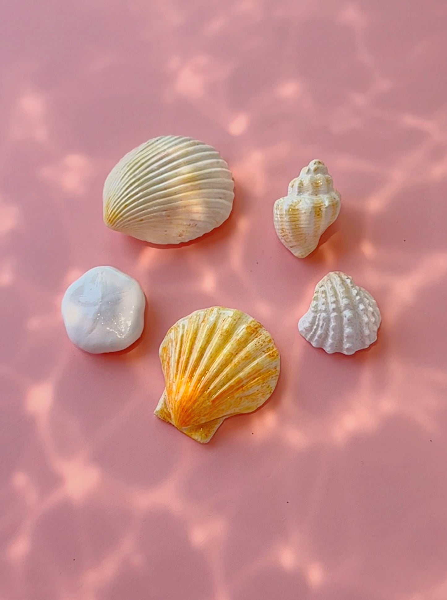 Seashell Magnets - Small