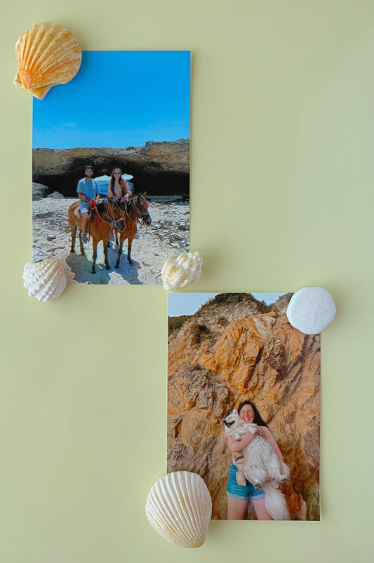 Two photos on a light green background with seashells around them. One photo shows people riding horses on a beach, the other shows a person with a dog in front of rocks. Photos being held up by seashell magnets