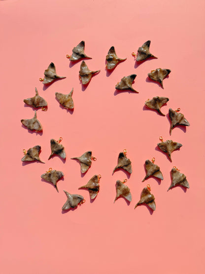 July Charm - Cownose Ray