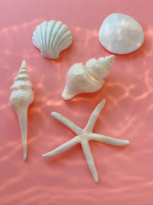 Seashell Magnets - Large