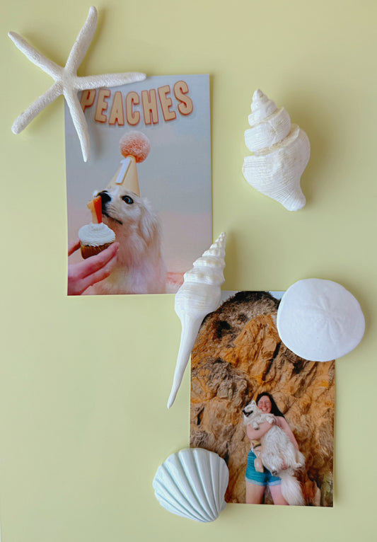 Two photos on a yellow background with seashells and a starfish magnets 