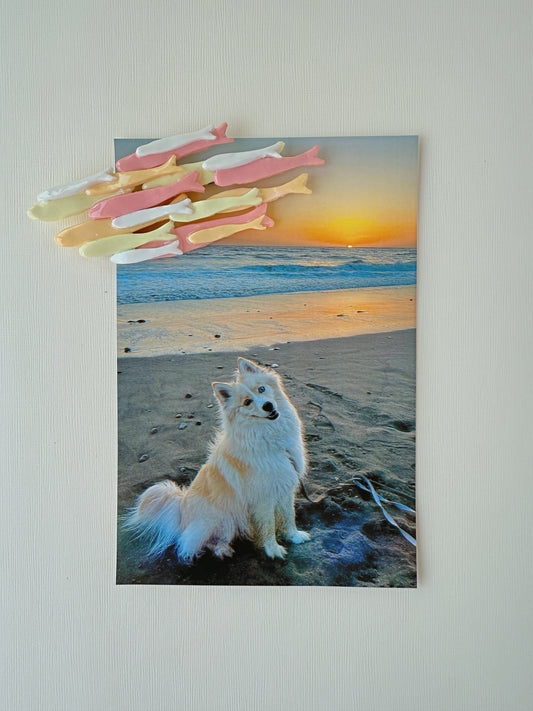 Photo of dog on the beach with a colorful school of fish shaped magnet 