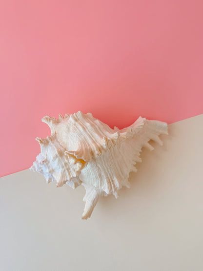 Surf Shell Sculpture