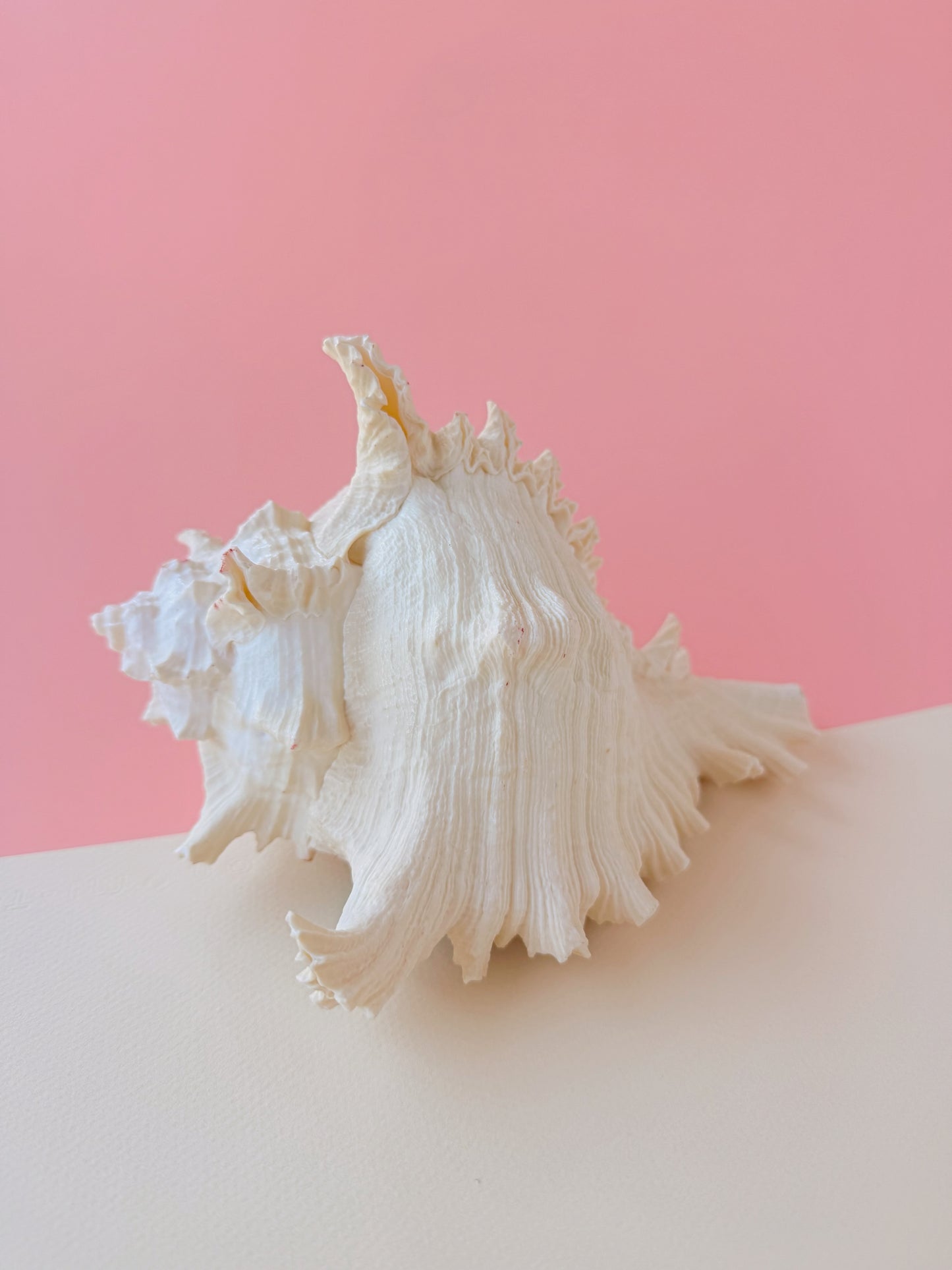 Surf Shell Sculpture