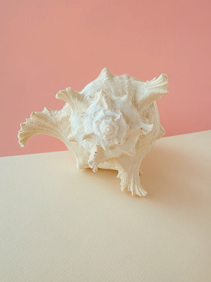 Surf Shell Sculpture
